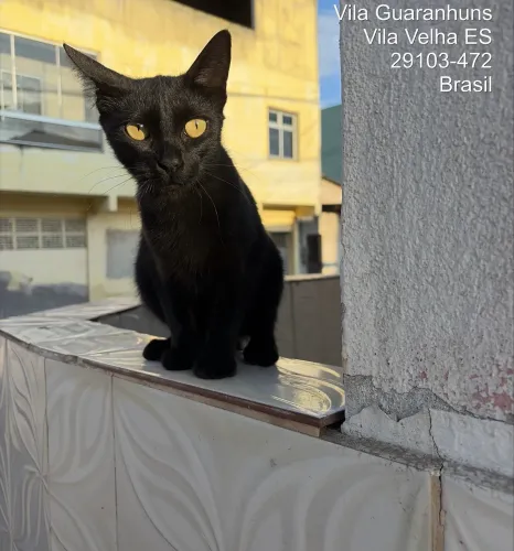 Gatinha adulta para Adoção 