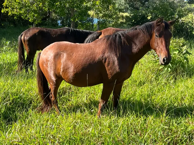 Cavalo Feroz