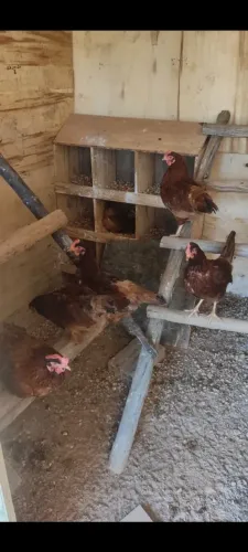 Galinhã Embrapa 51