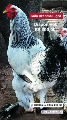 Galo Brahma Light
