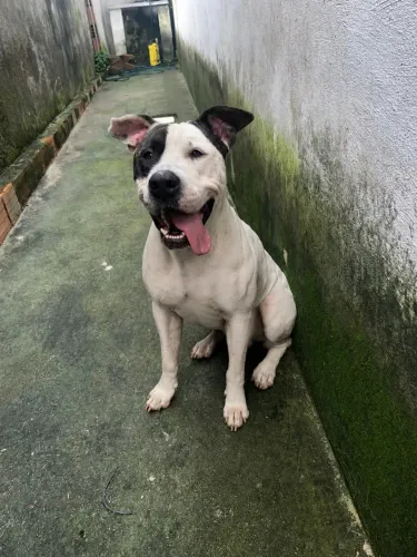 Pitbull 1 ano e 10 meses