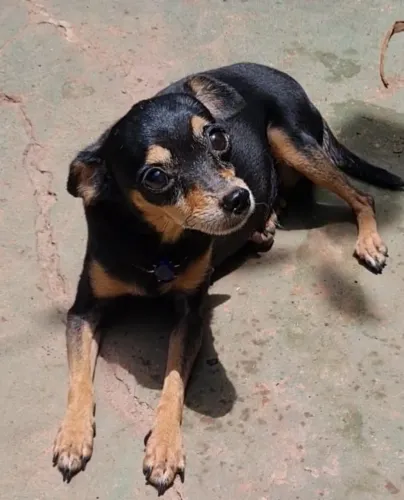 pinscher fêmea