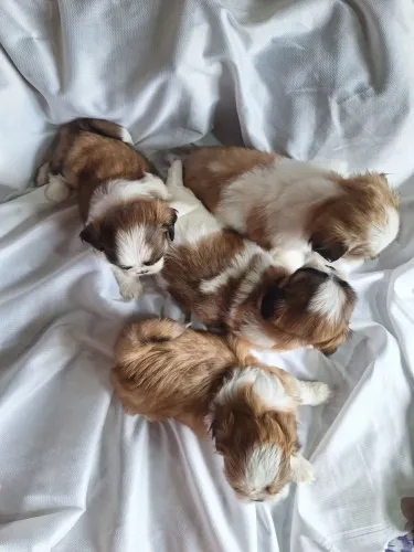 Filhotes de ShihTzu 