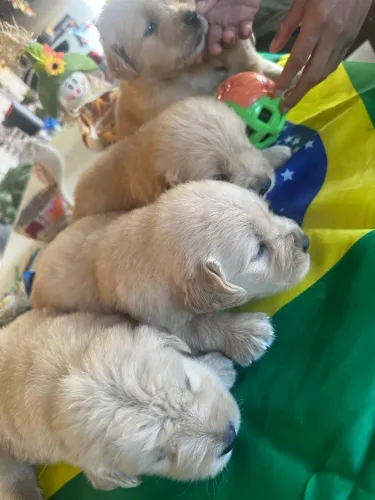 Golden Retriever