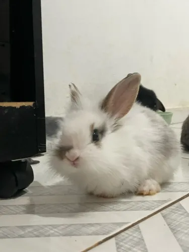 Doa-se coelhos 