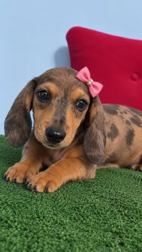 Dachshund Arlequim