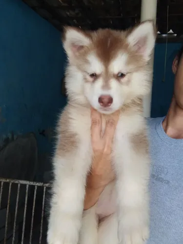 Husky Sibériano