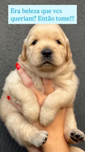 Filhote Golden retriver