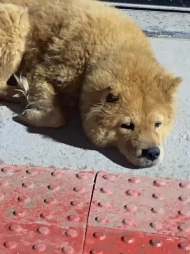 PROCURA-SE O TUTOR / DIVULGAÇÃO Chow chow fêmea