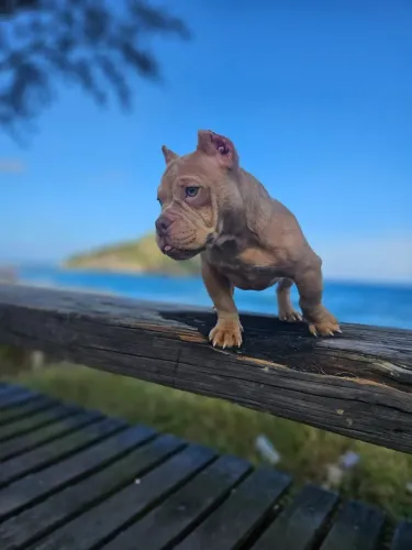 American bullyin fêmea micro/5 meses