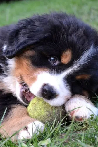 Bernese Mountain Companhia que traz harmonia