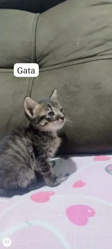 Doa-se gatinhos