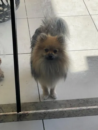 Cachorro lulu macho