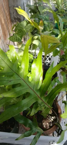 Plantas