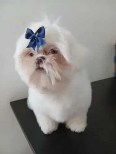 Tenho uma fêmea e um macho shi tzus brancos para a venda