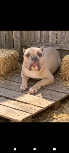 Fêmea Exotic Bully Lilac Fawn- Pedigree + Microchip