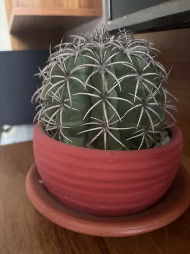 Vaso decorativo com cacto da caatinga adulto