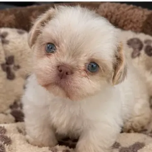 Shitzu Shih tzu machinho olhos verdes