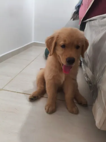 Vendo Golden retriver