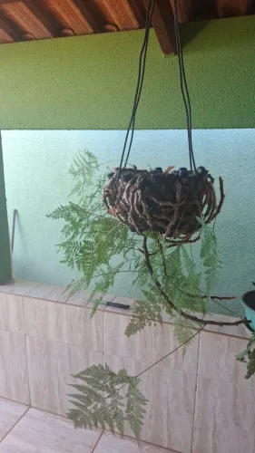 Planta Samambaia renda portuguesa com vaso fibra de coco