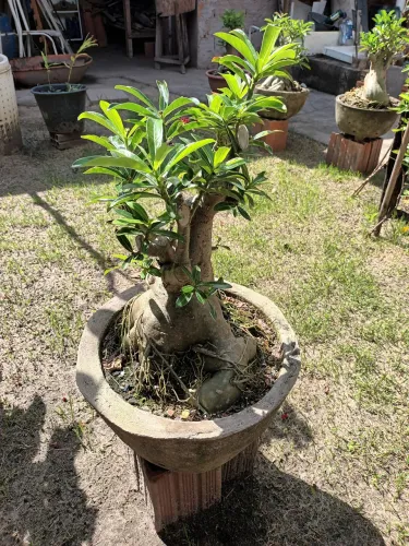Rosa do deserto