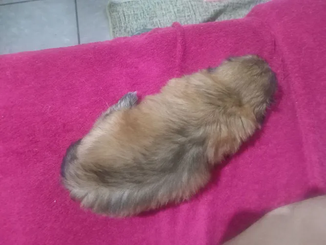 shitzu