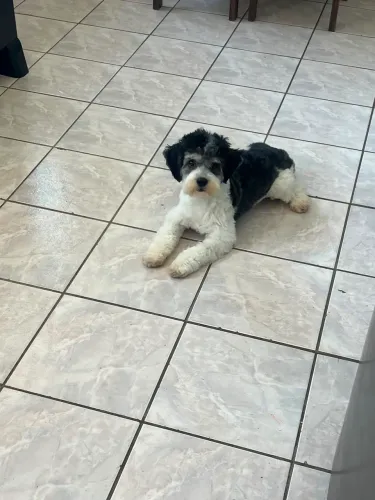 Lhasa apso - fêmea 