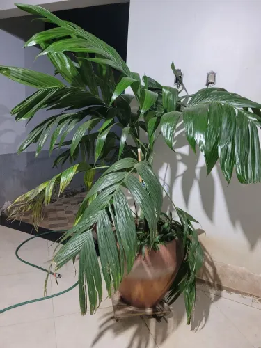 Planta