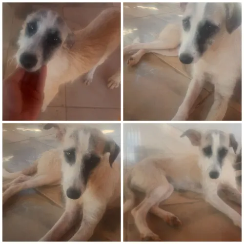 Fêmea para adoção responsável