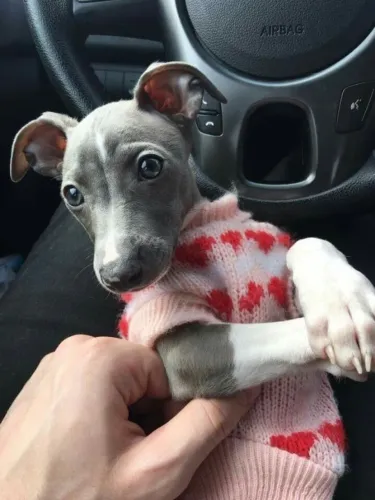 Galgo italiano - promoção 