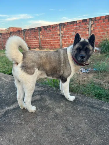 Akita Americano procura namorada