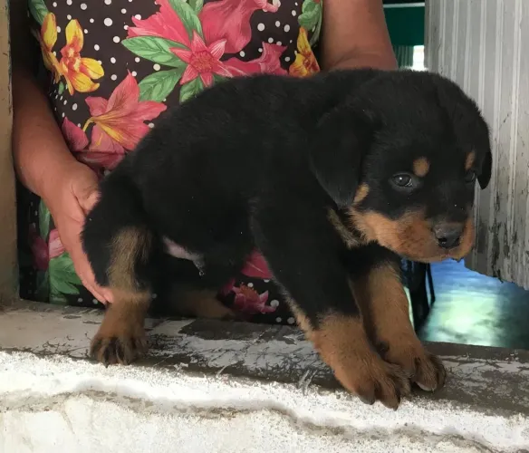 Rottweiler filhotes vacinados