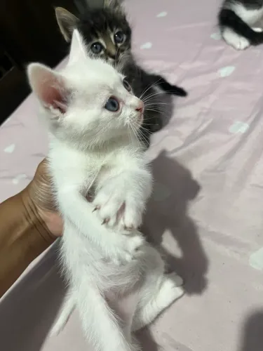 adoção de gatinhos filhotes