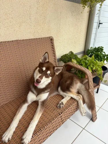 Procura Cão da raça Saimoieda para cruzar