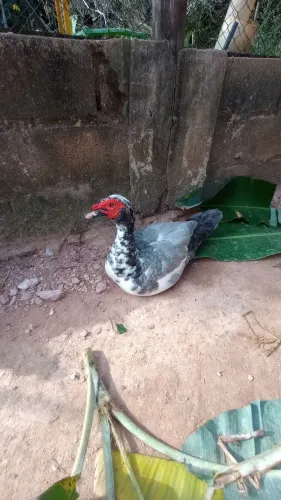 Patos e patas canoa 