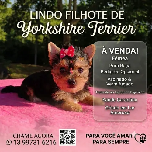 York shire fêmea e macho 