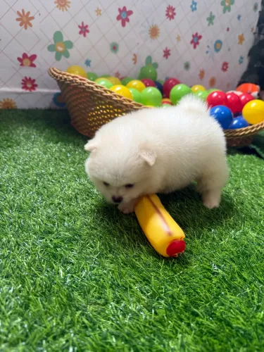 Spitz alemão