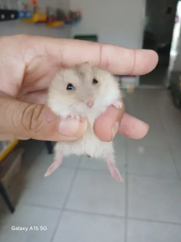 Hamster Anão Russo nascido 20/05