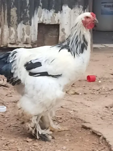 Frango Brahma