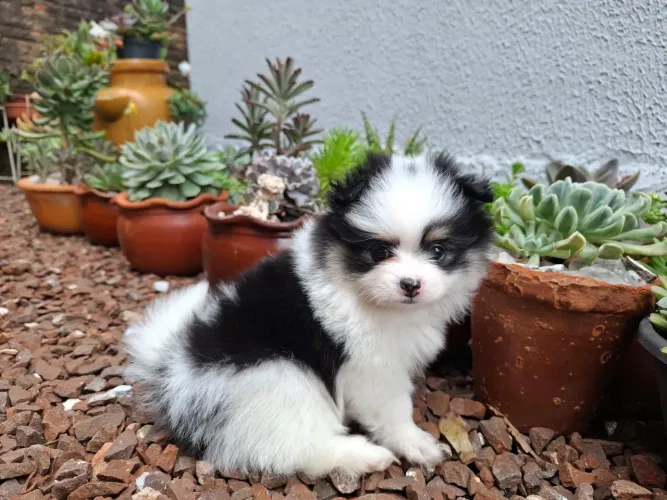 Spitz Alemão anao femea