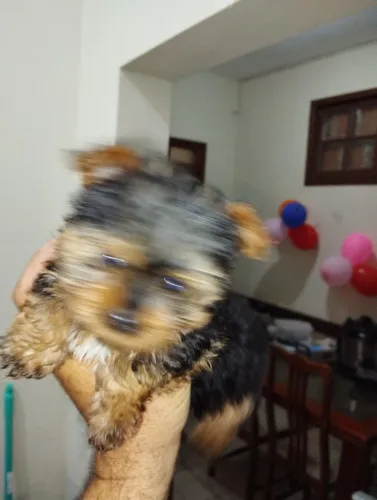 Vendo cachorro yorkshire pura raça 