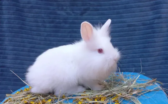 Coelho Mini lion filhote