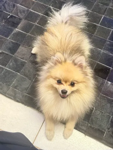 Lulu da pomerania anao (Cruza) Macho