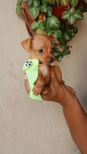 Filhote de Pinscher 