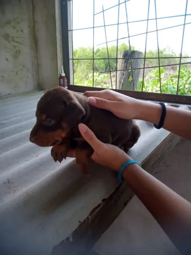 Dobermann europeu ( feito: rabo e orelha