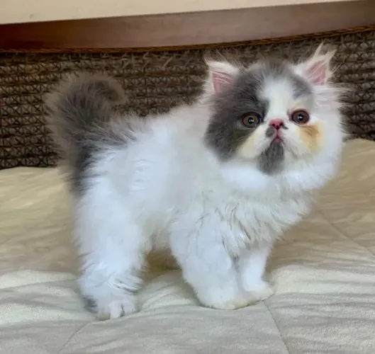 Top Show Persas Femea Filhote Bicolor ,Extremadissima Pelos Longos C/71 Dias Super Linda.