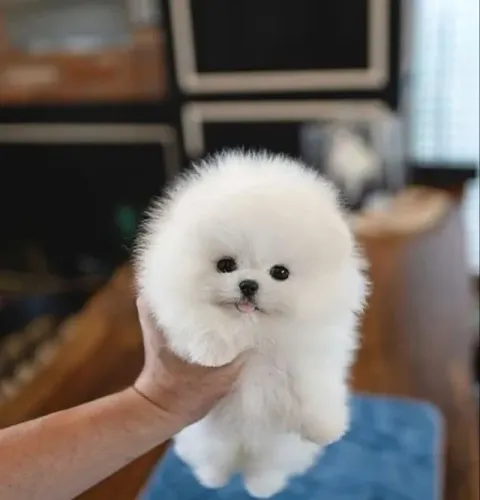 Filhotes de Spitz Alemão | Filhote com olhar encantador.