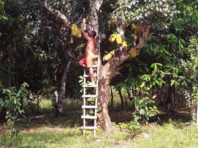 Venda de lotes de terreno
