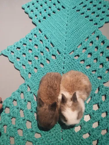 Casal de mini Netherlands para pet!