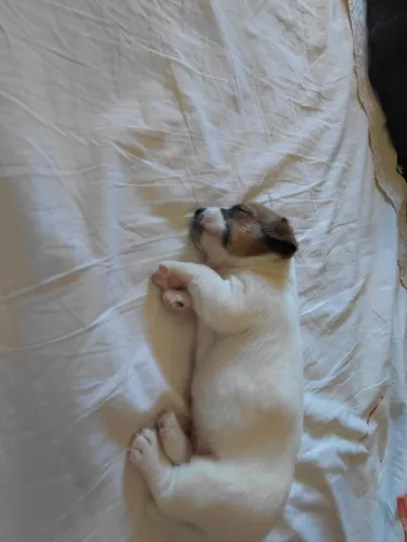 Cachorro filhote Jack Russel